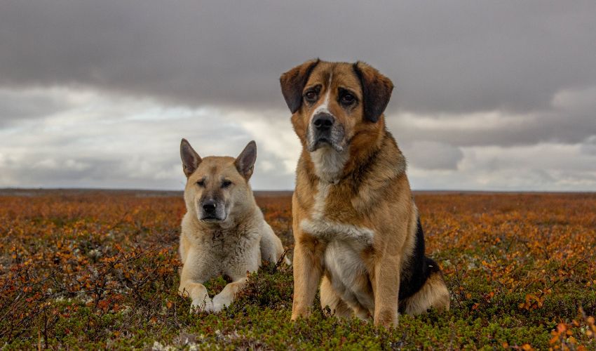 The Fascinating History, Personality, and Unique Traits of the Australian Silky Terrier